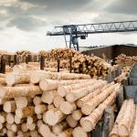 Tiêu chí xanh trong ngành công nghiệp gỗ: Thích ứng cho thị trường toàn cầu bền vững