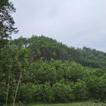 Certificate of sustainable forest for Phu Luong household group