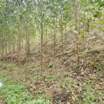 Certificate of sustainable forest for Phu Luong household group