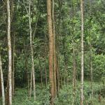 Certificate of sustainable forest for Phu Luong household group