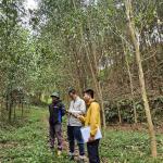 Certificate of sustainable forest for Phu Luong household group