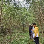 Certificate of sustainable forest for Phu Luong household group