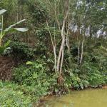 Certificate of sustainable forest for Phu Luong household group