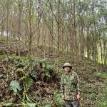 Certificate of sustainable forest for Phu Luong household group