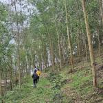 Certificate of sustainable forest for Phu Luong household group