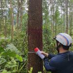 Nhóm hộ FSC Lâm sản Thái Hưng – Phú Lương